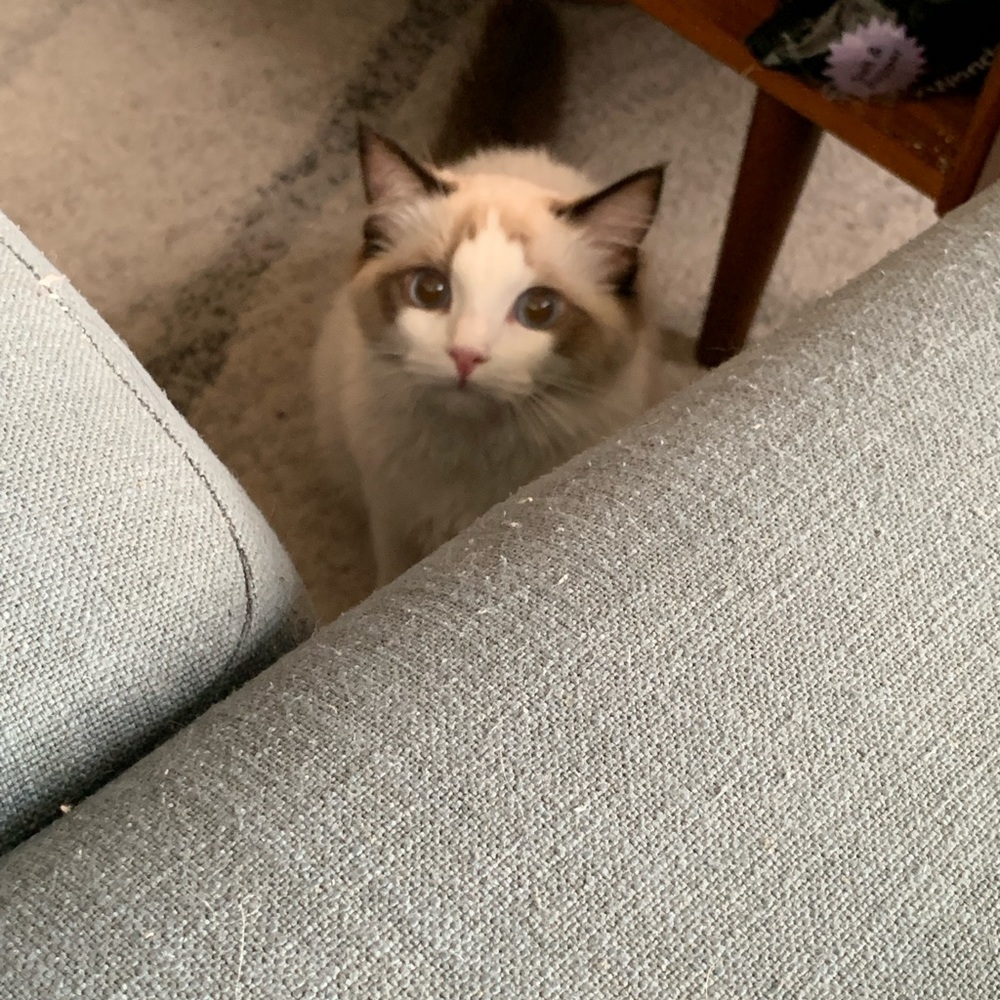 Meet your Posher, Chen